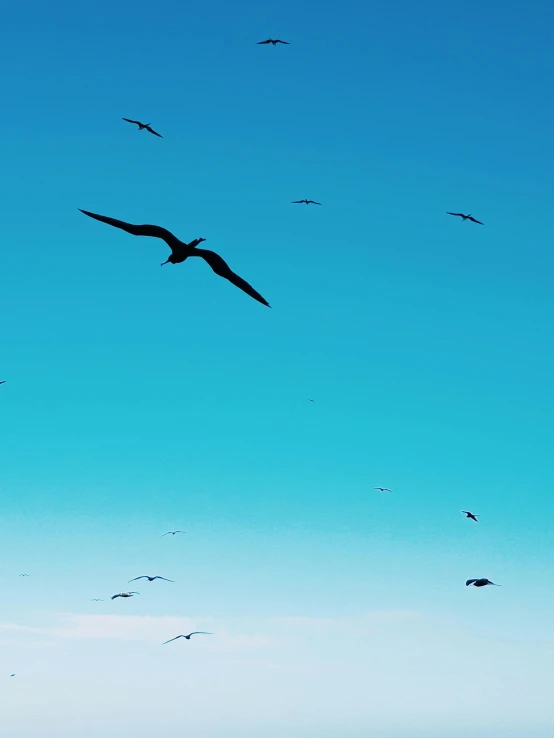 birds flying in a clear blue sky over a field