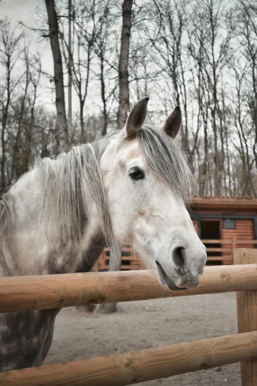 a horse standing next to a wooden fence near trees