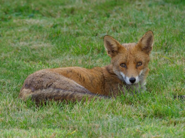 a fox with brown fur lies in grass