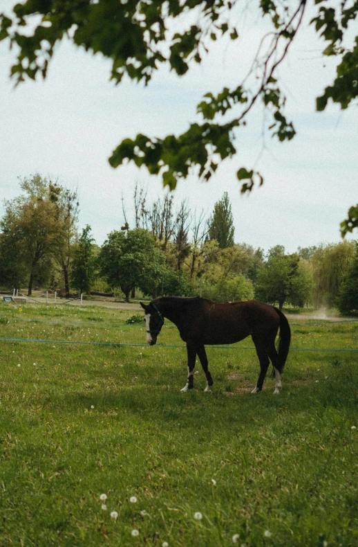 a black horse standing in an open field