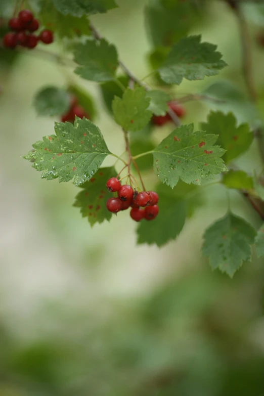 berries and leaves on the nch of the tree