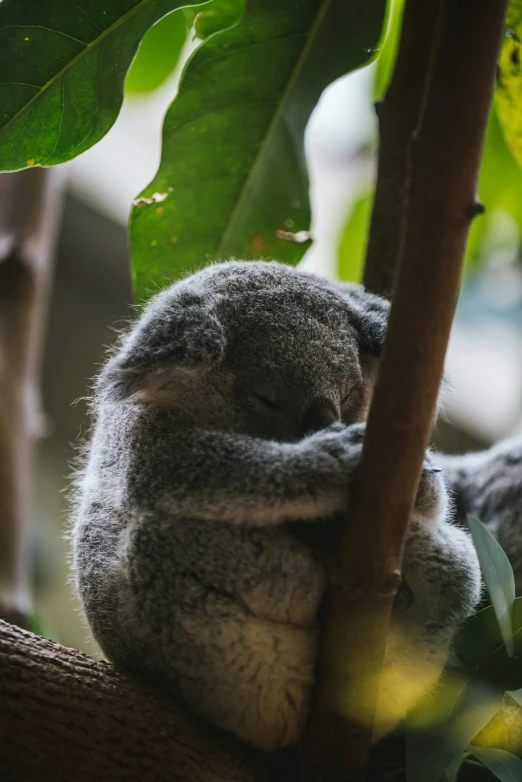 a koala sleeping on a nch with green leaves