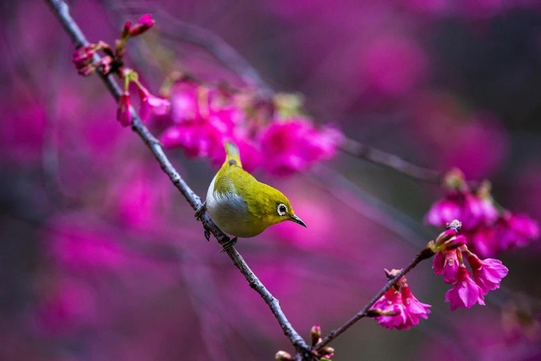 a small bird perches on a nch near pink flowers