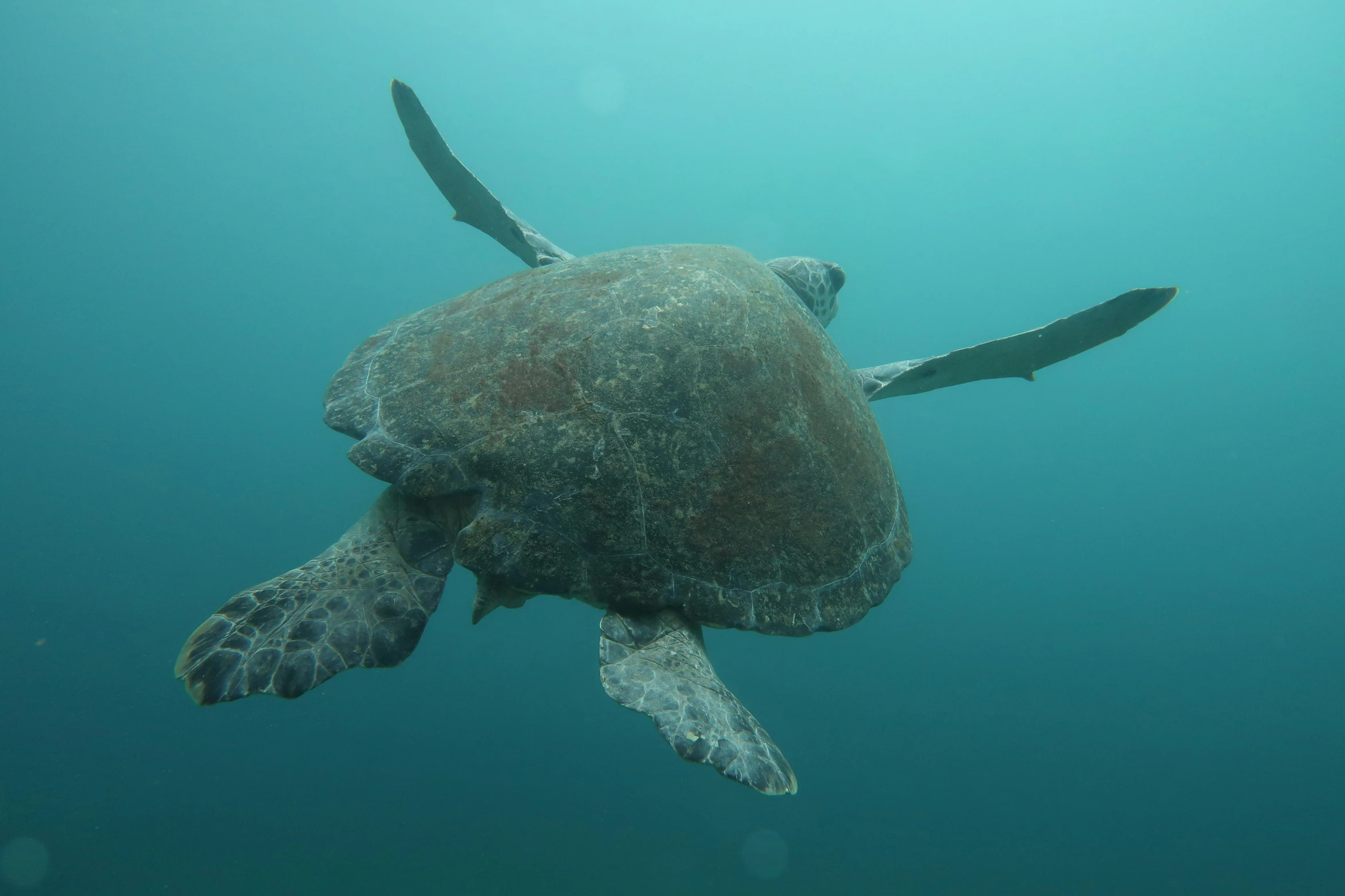 a large turtle swimming under water near some grass