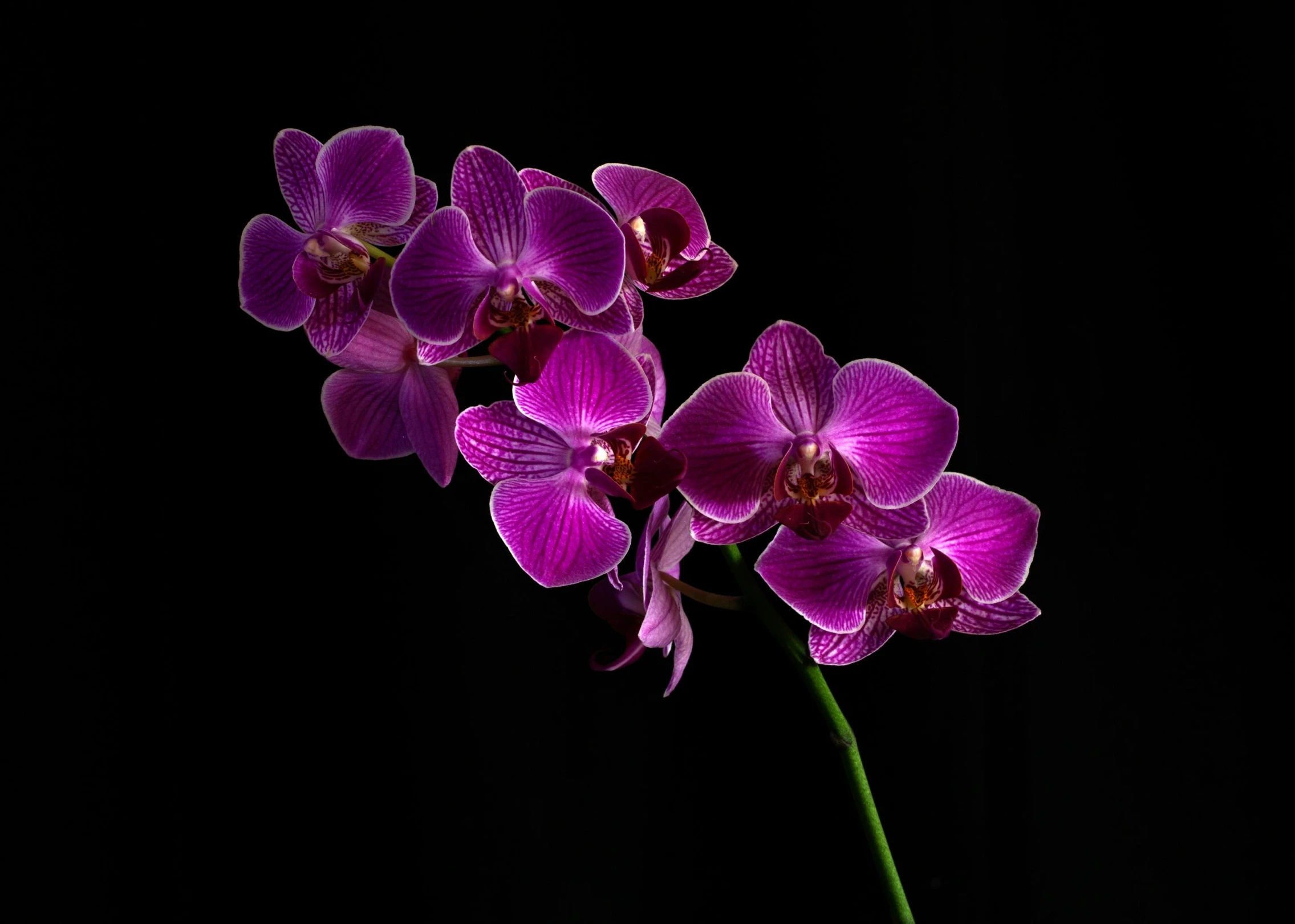 purple flowers are arranged in a vase on a table