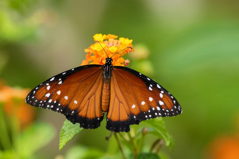 the large erfly is resting on a flower