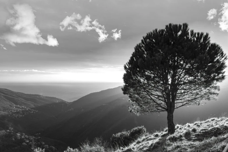 a lone tree on the edge of a mountain at sunset