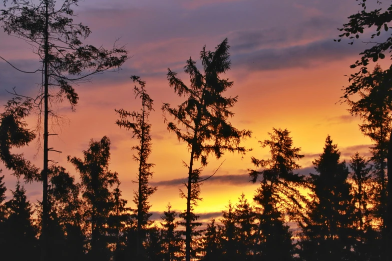 the sun is setting behind the trees as the sky turns pink