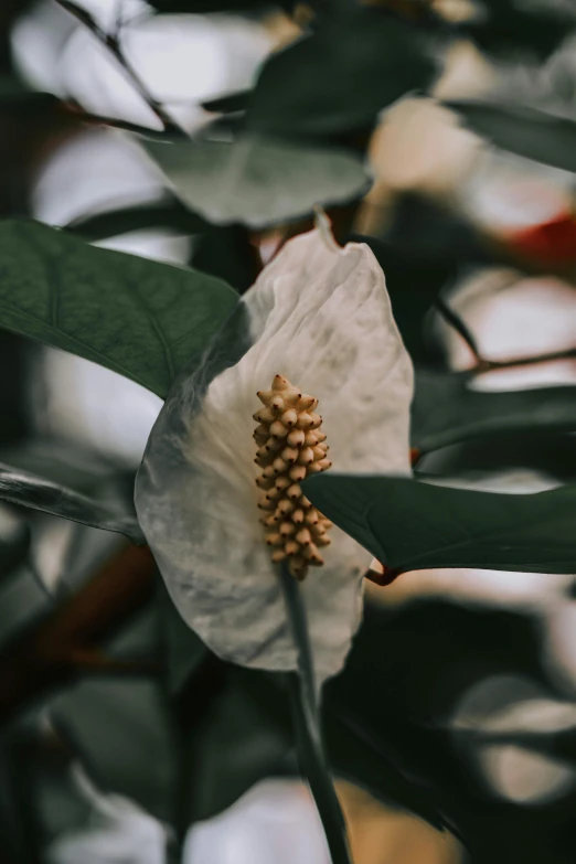 a white flower sitting on top of a green leaf filled tree