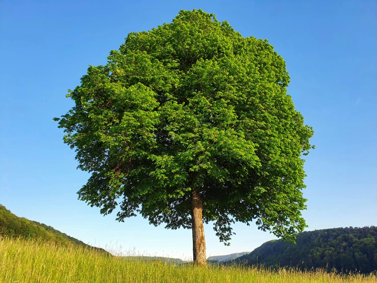 the very large tree is very pretty and green