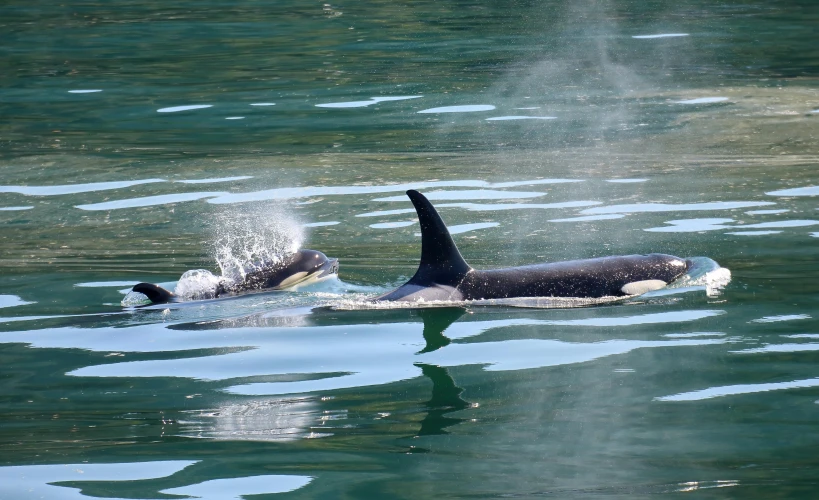 two orca swimming together in the lake with lots of water