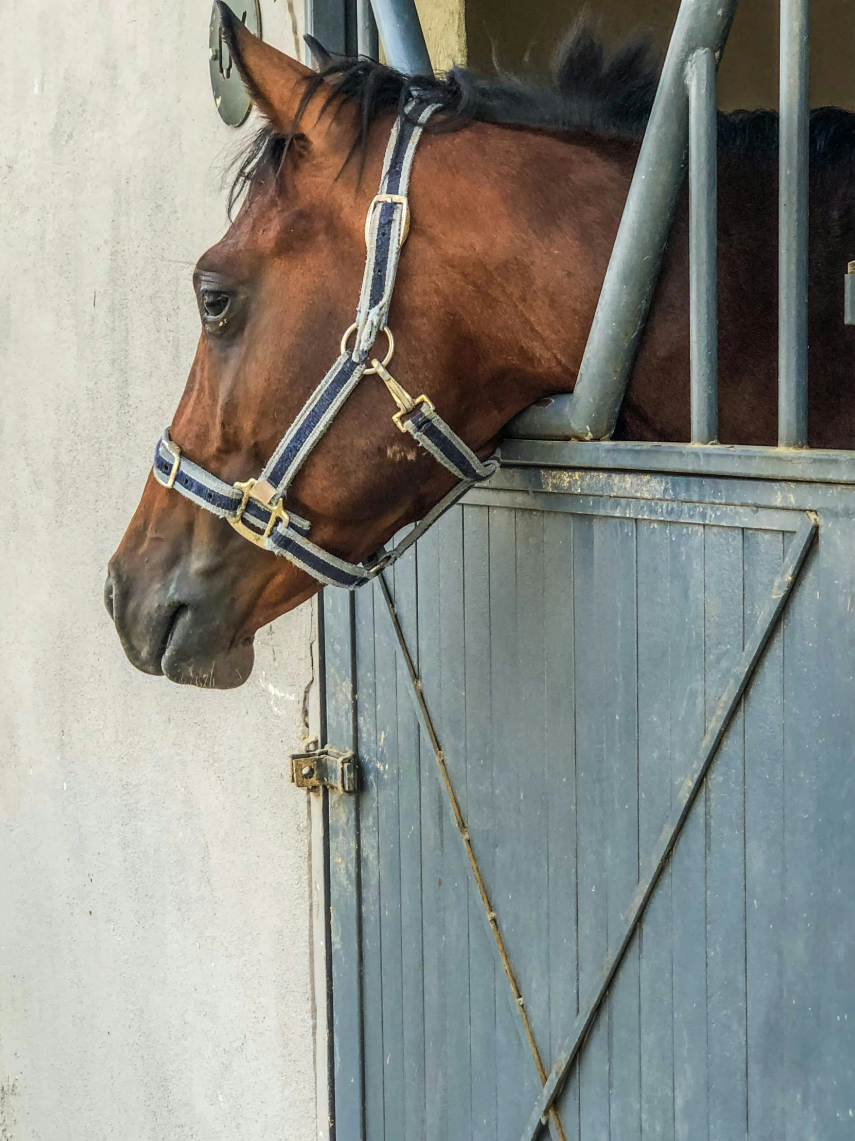 a horse that has its head sticking out of a gate