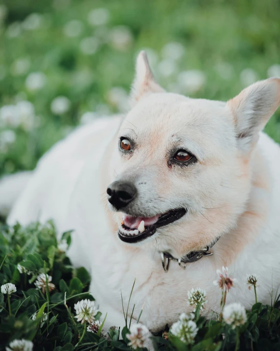 a white dog laying on top of grass and flowers