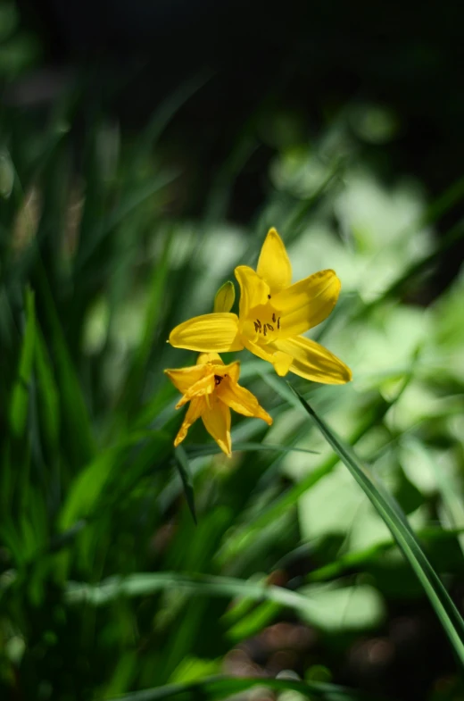 yellow flowers grow in the sun on some green plants