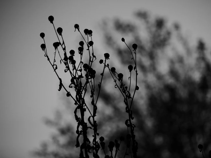 the leaves and twigs of a plant with a tree in the background