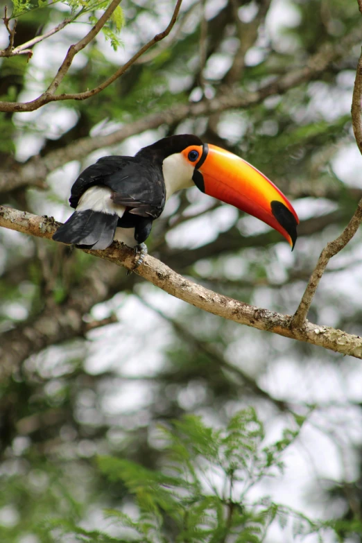 a toucan is perched on the nch of a tree