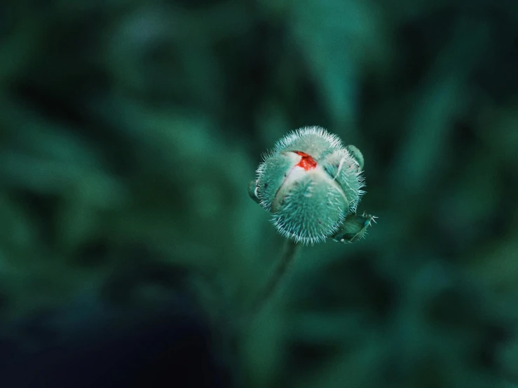 the bud of the flower has a bright red spot in it