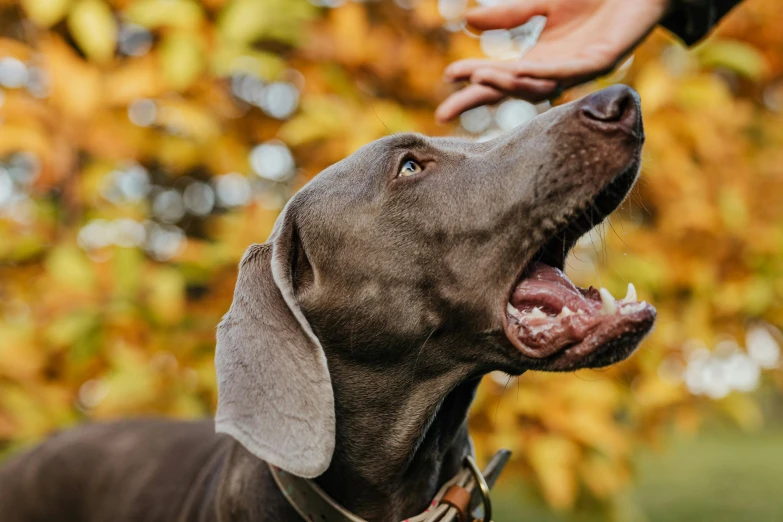 a dog that is looking at soing and being petted