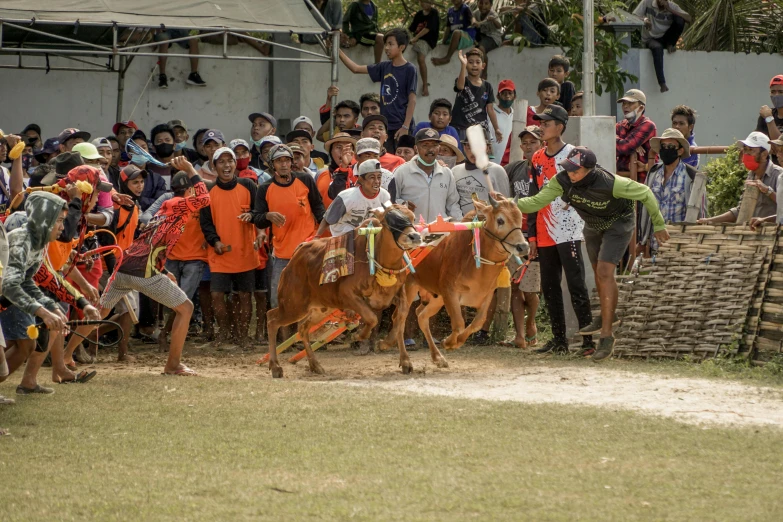 the man is walking by the two cows in the competition