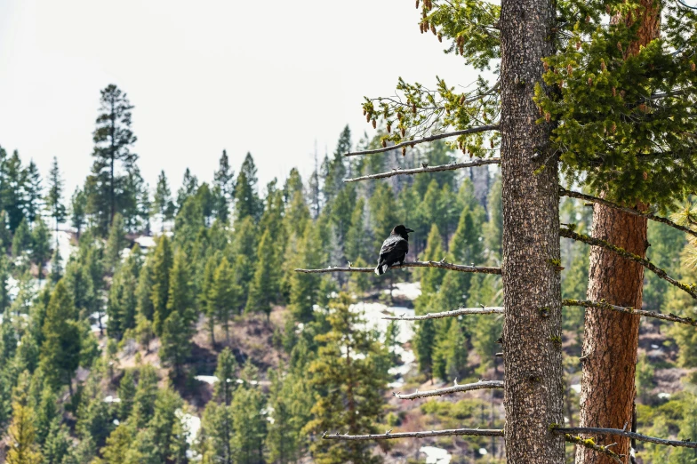 a black bird sitting on a nch in the tree line