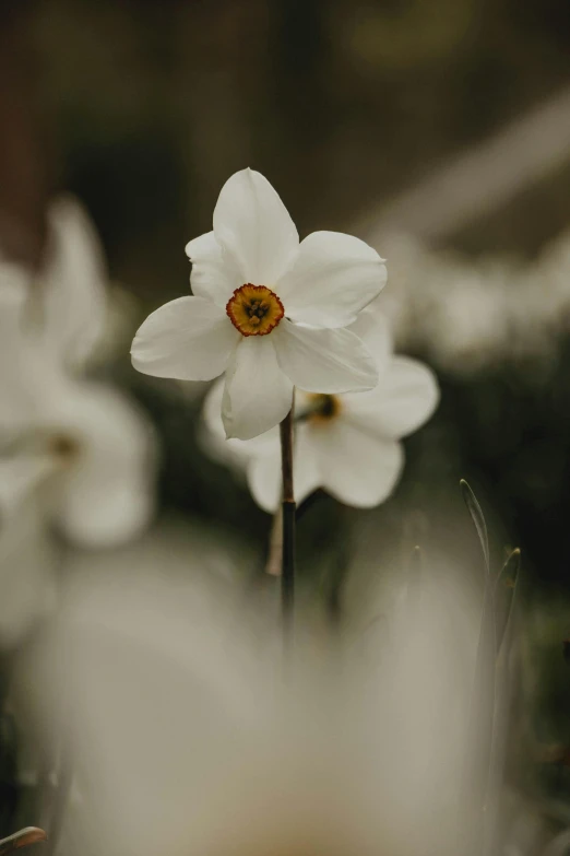 flowers are pictured, one has a yellow center