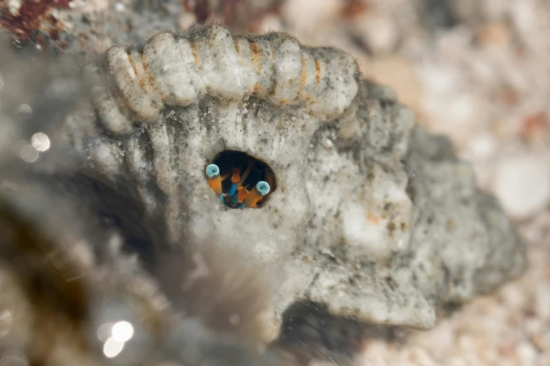 an underwater fish is seen peeking out from the rocky bottom