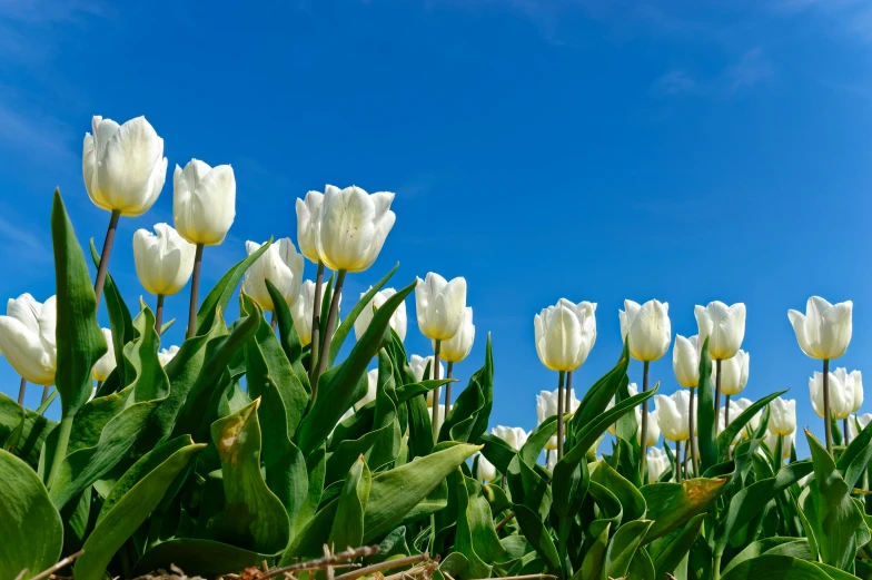 many white flowers bloom in the sunny blue sky