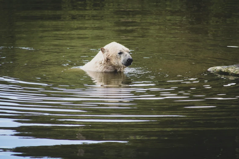 a white polar bear in a body of water