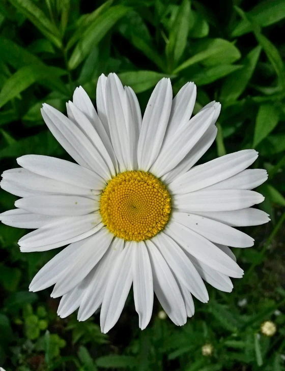 the small white and yellow daisy is surrounded by green plants