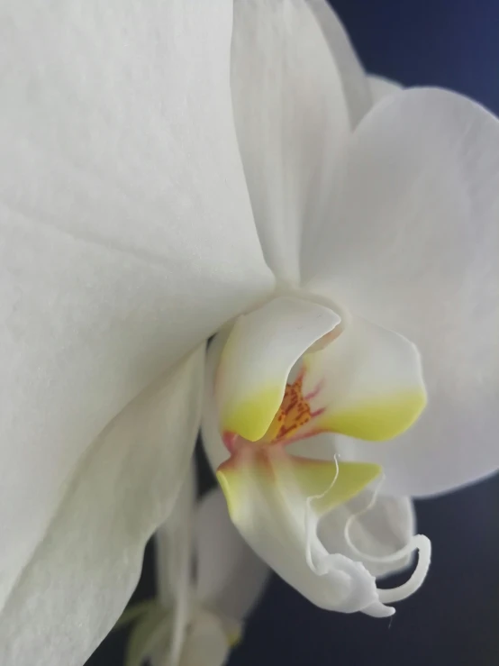 a white and yellow flower with a blue background