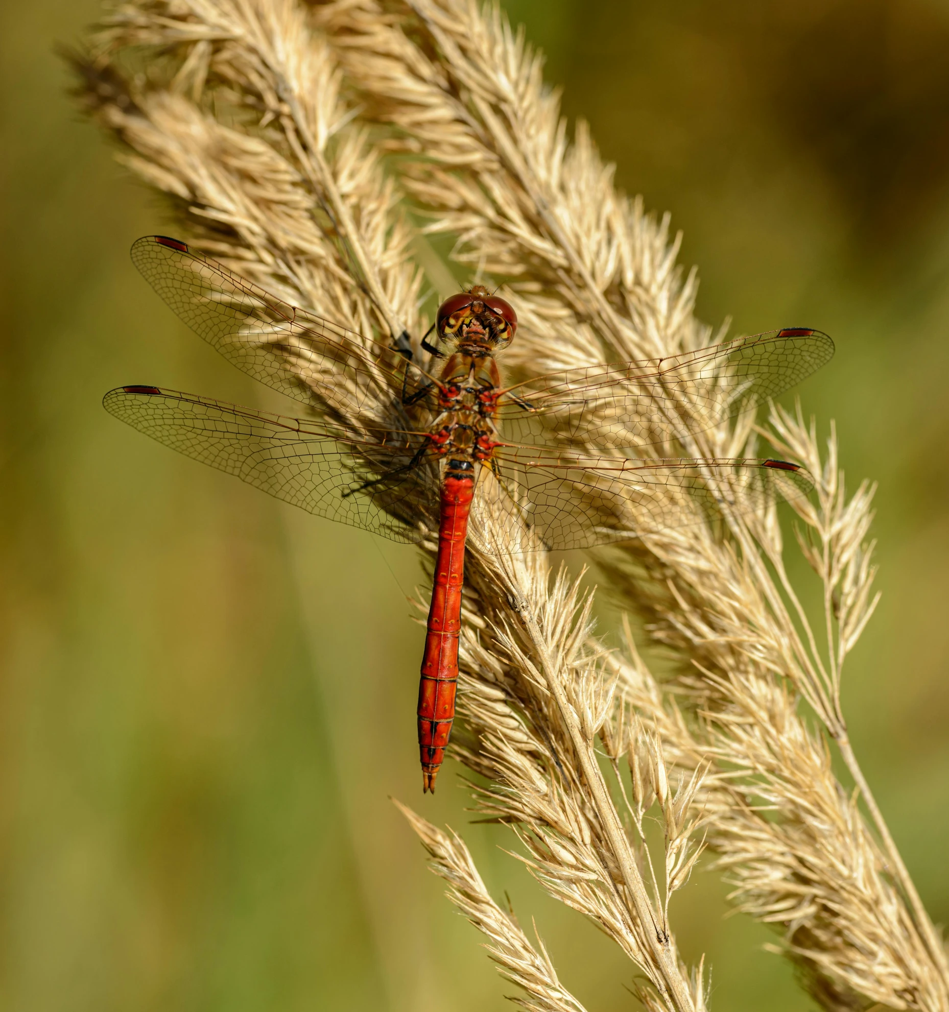 an insect rests on a plant that is budding