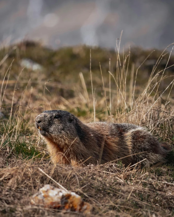 a marmot capy is lying in the grass