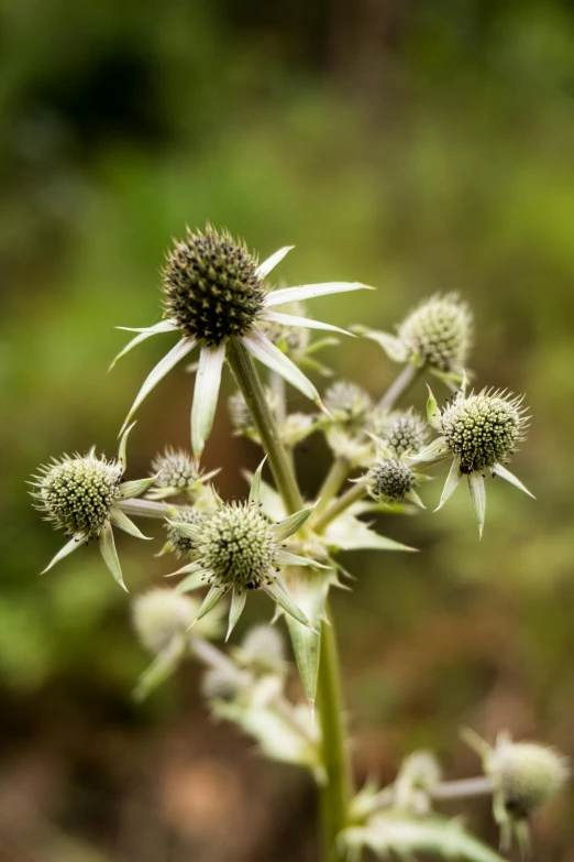 the small flower head is being shown