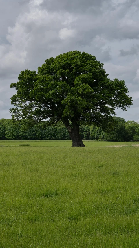 a tree on a grassy area under a cloudy sky