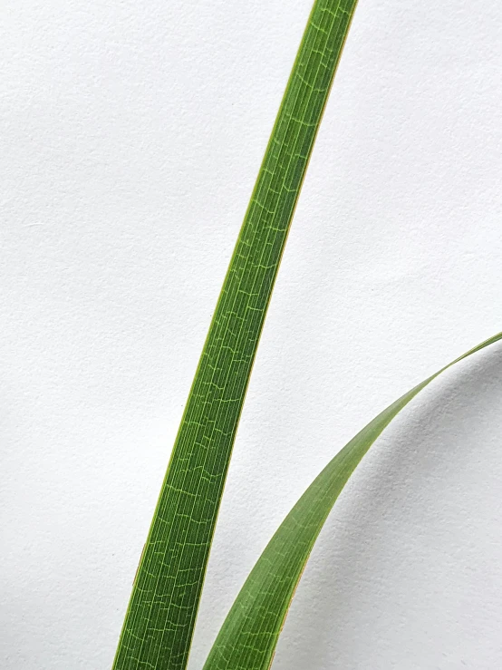 a single plant is growing out of a small container