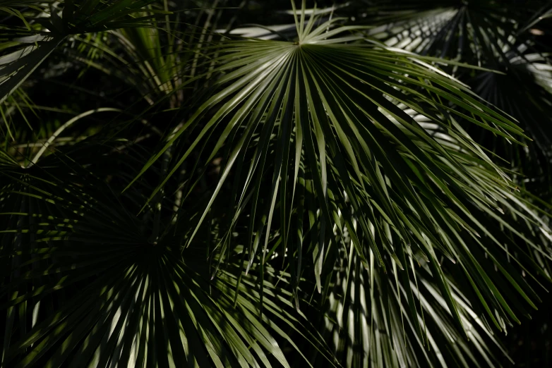 a black and white po of leaves on a plant