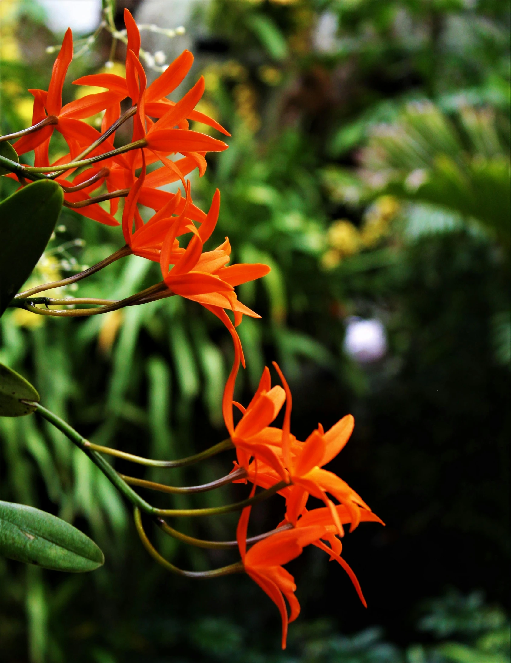 orange flowers bloom on a sunny day in a tropical garden