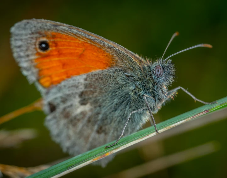 a close up s of a small erfly