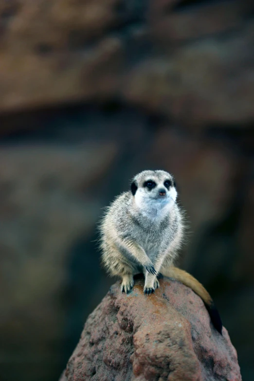 a small bird perched on top of a rock