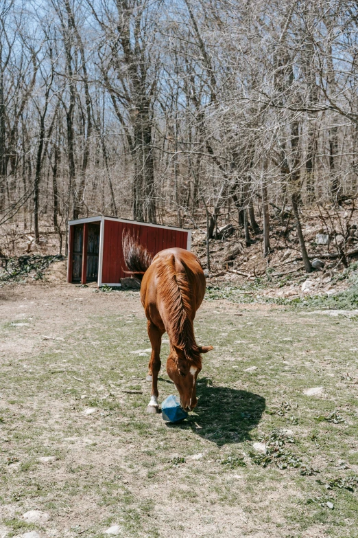 a horse standing in a grassy field next to trees