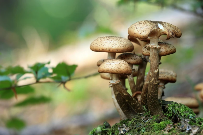 a bunch of mushrooms sitting on top of a moss covered ground