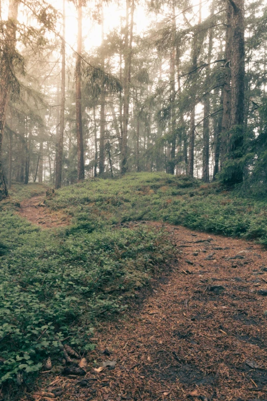 a forest with a red fire hydrant sitting on the side of a road