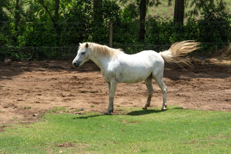 a white horse with long hair in an enclosure