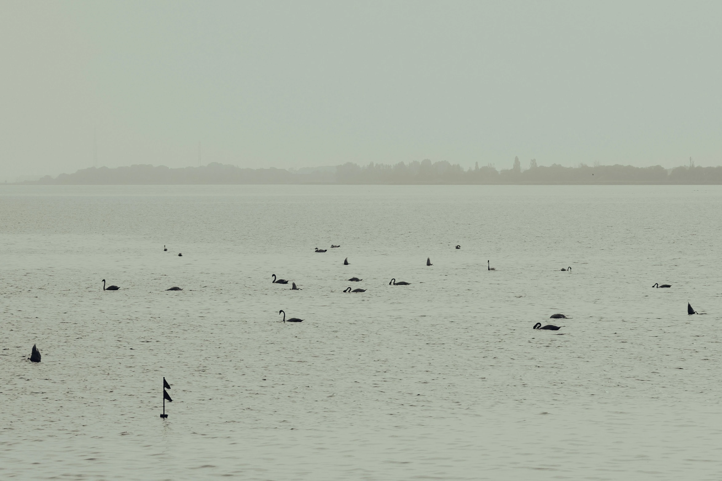 there are several birds that can be seen out in the water