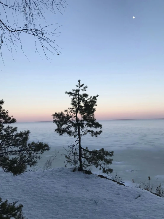 a po of a lonely tree in the snow