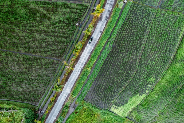an aerial view of a rural road in an overgrown field