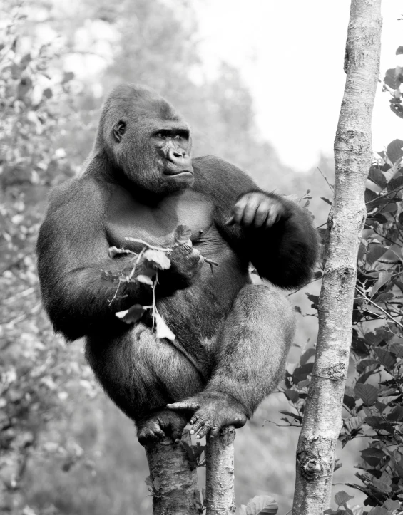 a gorilla that is sitting on a tree