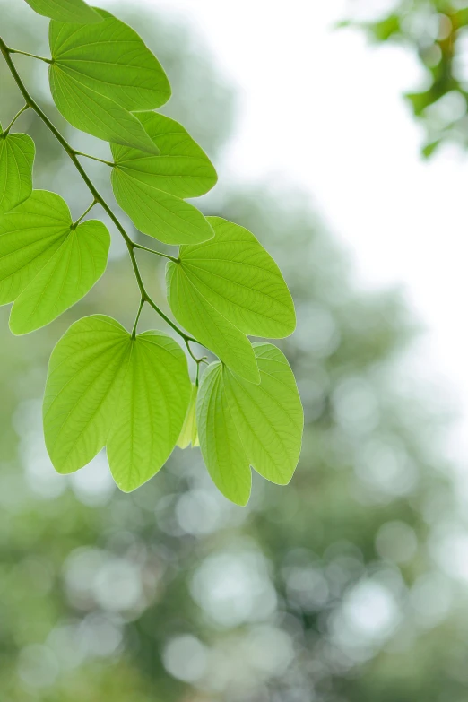 the green leaf has large, thin leaves in its center