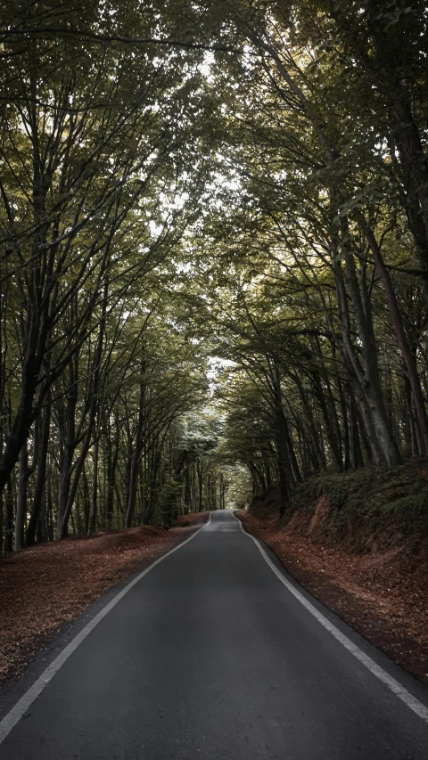 an empty road surrounded by trees with leaves growing on the sides