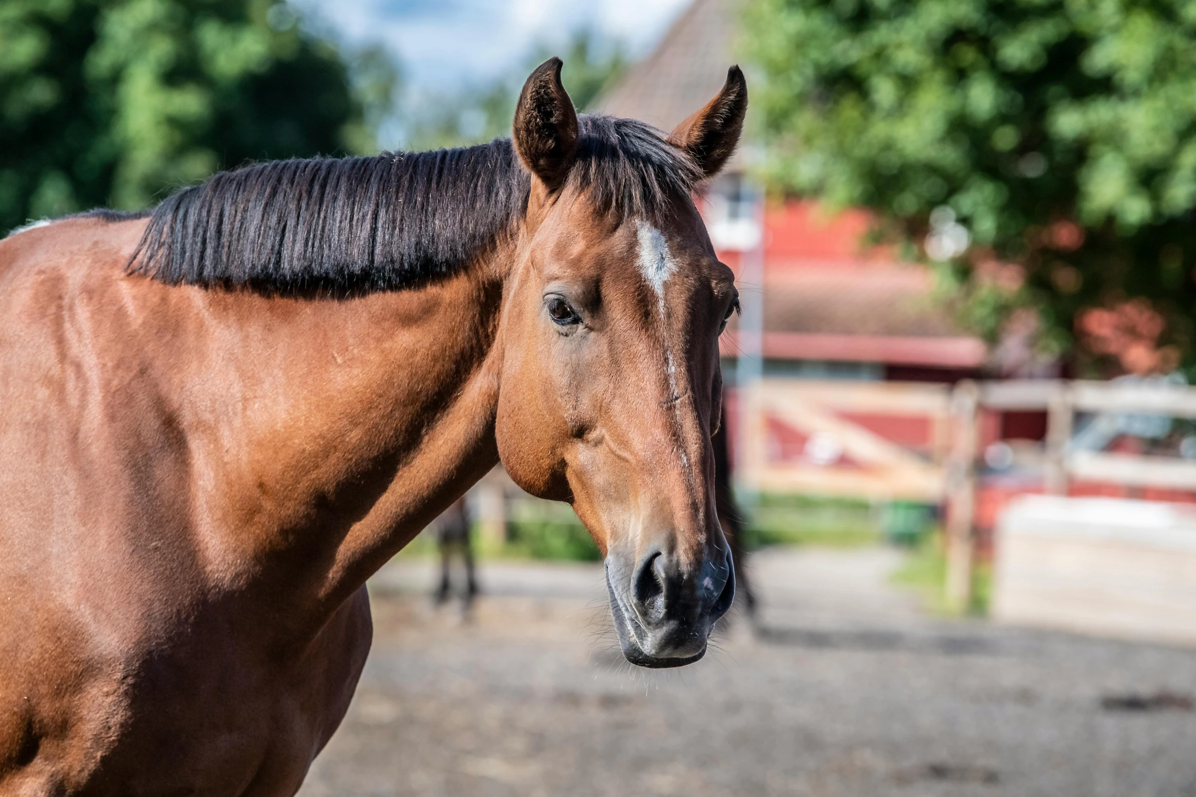 an adult horse in a stable looking at soing